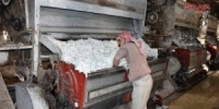 محلج العاصي في حماة يحلج 2800 طن ويورد 700 طن إلى شركات النسيج والزيوت