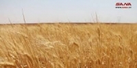 أكثر من مليون و200 ألف هكتار المساحات المزروعة لمحصول القمح حتى الٱن
