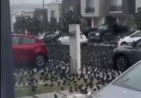 آلاف الطيور تجتمع بشكل غريب في شوارع المكسيك