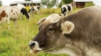 اكتشاف إصابة بجنون البقر في سويسرا