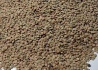 مركز الحجر الصحي النباتي في مرفأ اللاذقية يرفض إرسالية عدس