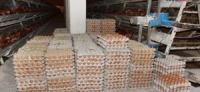المؤسسة العامة للدواجن.. إنتاج  34 مليون بيضة مائدة في الربع الأول من هذا العام 