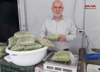 في تجربة فريدة.. فرع السورية للتجارة بحماة يطلق مشروعاً لتجميد البازلاء الخضراء