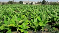 تخصيص 2400 هكتار لزراعة التبغ خلال الموسم الحالي في الغاب