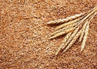 اللجنة الاقتصادية تحدد سعر القمح بـ  2800 ليرة سورية للكيلو غرام الواحد