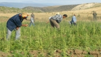 بشكل قانوني بدأ زراعة نحو 105 هكتارات من الحشيش المخدر في المغرب