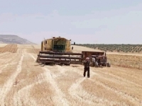 بدء عمليات حصاد الشعير بمناطق عدة في محافظة حماة