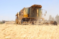 حصاد نحو 1082449 هكتاراً من القمح وتسويق نحو 544370 طناً حتى الآن