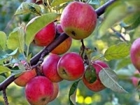 نحو 81 ألف طن تقديرات إنتاج التفاح في حمص للموسم الحالي