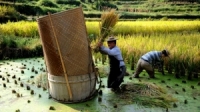 في خطوة تضمن الأمن الغذائي.. علماء صينيون يكشفون سر الانعزال التكاثري للأرز