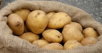 الاكتتاب على بذار البطاطا الأجنبية المستوردة للعروتين الربيعية والصيفية في حماة
