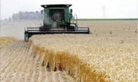 تقديرات بإنتاج 850 ألف طن من القمح المروي