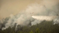 إسبانيا تؤكد أن حرائق الغابات في جزر الكناري كانت متعمدة
