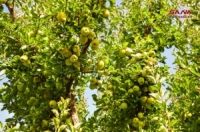 12354 هكتاراً إجمالي المساحة المزروعة بالتفاح في محافظة ريف دمشق