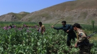 الحكومة الأفغانية تستمر بالحرب على زراعة المخدرات التي خلفها الاحتلال الامريكي وتدمر 18200 طن