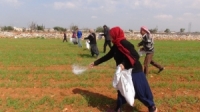 تأمين 50 بالمئة من حاجة الزراعة في سورية للأسمدة الآزوتية