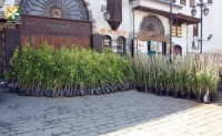 زراعة ١٢٠٠ شجرة نارنج وياسمين في دمشق القديمة