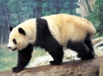 الباندا يفتقر إلى الجينات الضرورية لإتمام هضم الخيزران
