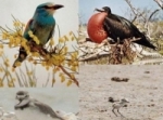 إحصاء 300 نوع طيور مهاجرة تمر بمحمية جبل عبدالعزيز بالحسكة   