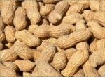 Hama Expected to Produce 7800 Tons of Peanuts This Season 