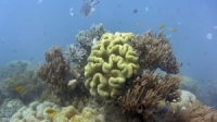 علماء.. الحاجز المرجاني العظيم مهدد من قبل «النينيو»